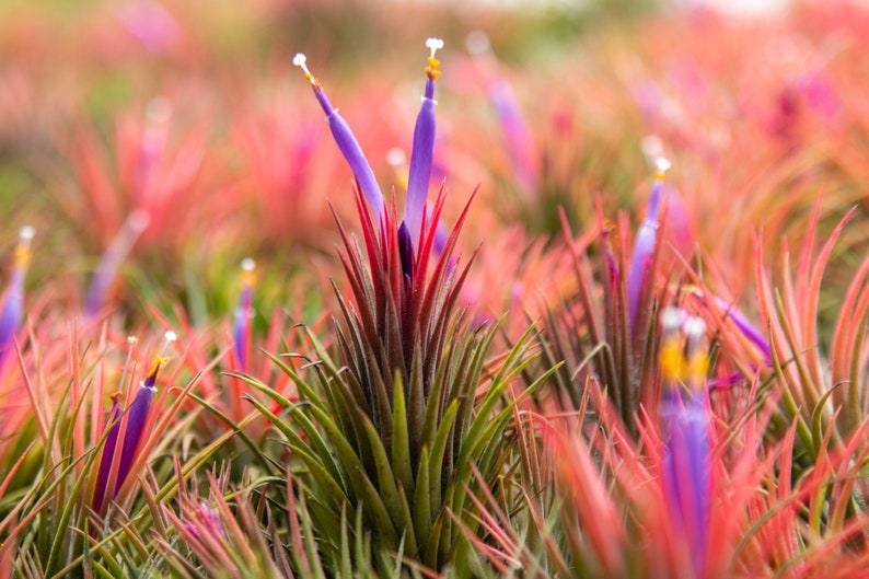 Jumbo Tillandsia Ionantha Guatemala 'Macho' Air Plants 30 Day Air Plant Guarantee Spectacular Blooms Air Plants FAST SHIPPING image 3