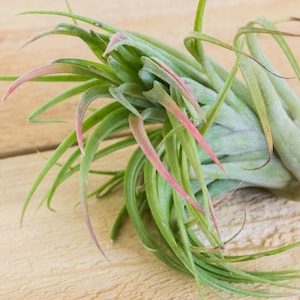 Ionantha Brachycaulos Victoriana Air Plants - 30 Day Air Plant Guarantee - Exotic and Rare air plant - Air Plants for Sale - FAST SHIPPING