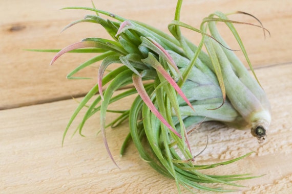 Tillandsia Victoriana Air Plants Tillandsia Victoriana Air Plants