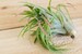 Ionantha Brachycaulos Victoriana Air Plants - 30 Day Air Plant Guarantee - Exotic and Rare air plant - Air Plants for Sale - FAST SHIPPING 