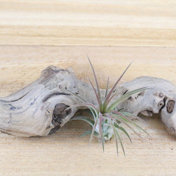 Tillandsia Ionantha Mexican Air Plant - 30 Day Guarantee - FAST SHIPPING