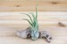 Large Air Plants - Large Caput Medusae Air Plants - Nice & Big 5 to 7 inches tall - 30 Day Air Plant Guarantee - FAST SHIPPING 