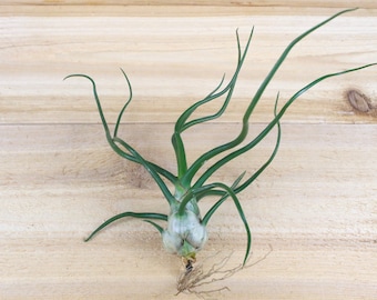 12 Pack of LARGE Bulbosa Belize Air Plants - Nice & Big 6 to 8 inches tall - 30 Day Air Plant Guarantee - FAST SHIPPING