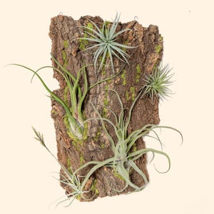 May include: A rectangular piece of textured brown bark with several air plants attached. The air plants have long, slender green leaves and are arranged in a visually appealing composition. The bark is also adorned with patches of green moss.