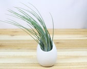 Small Hanging Ivory Ceramic Container with Assorted Air Plant - Air Plant Holder - Container - Display - FAST SHIPPING