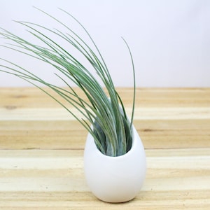 Small Hanging Ivory Ceramic Container with Assorted Air Plant - Air Plant Holder - Container - Display - FAST SHIPPING
