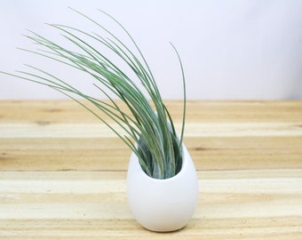 Small Hanging Ivory Ceramic Container with Assorted Air Plant - Air Plant Holder - Container - Display - FAST SHIPPING