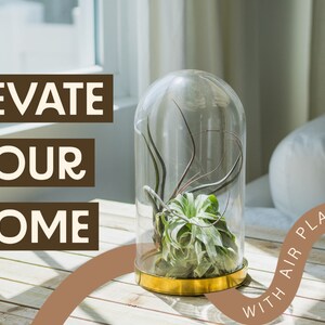 Peut inclure: Une cloche en verre avec une base dor&eacute;e est pos&eacute;e sur une table en bois. &Agrave; l'int&eacute;rieur de la cloche se trouve une plante a&eacute;rienne verte. Le texte "Elevate Your Home With Air Plants" est &eacute;crit en brun sur un fond beige.
