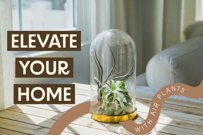Peut inclure: Une cloche en verre avec une base dor&eacute;e est pos&eacute;e sur une table en bois. &Agrave; l'int&eacute;rieur de la cloche se trouve une plante a&eacute;rienne verte. Le texte "Elevate Your Home With Air Plants" est &eacute;crit en brun sur un fond beige.