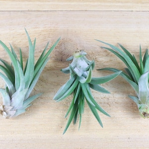 Peut inclure: Trois plantes a&eacute;riennes, &eacute;galement appel&eacute;es tillandsia, sont dispos&eacute;es en rang&eacute;e sur une surface en bois brun clair. Les plantes ont de longues feuilles fines et vertes et sont &agrave; diff&eacute;rents stades de croissance.