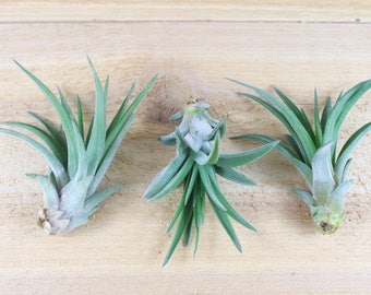 3 Pack of Velutina Air Plants - 30 Day Air Plant Guarantee - Exotic and Rare air plant - Fast Shipping - Air Plants for Sale - FAST SHIPPING