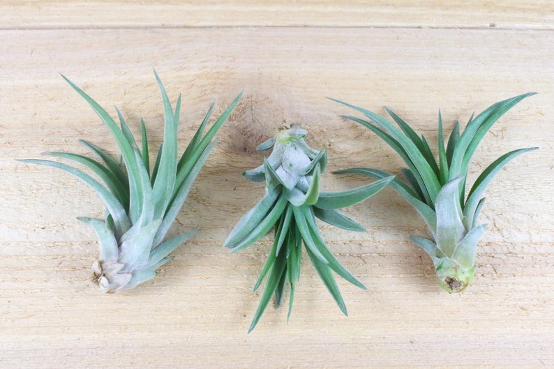 Peut inclure: Trois plantes a&eacute;riennes, &eacute;galement appel&eacute;es tillandsia, sont dispos&eacute;es en rang&eacute;e sur une surface en bois brun clair. Les plantes ont de longues feuilles fines et vertes et sont &agrave; diff&eacute;rents stades de croissance.