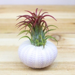 Purple Sea Urchin with Tillandsia Ionantha Air Plant - Super Cute Gift - 30 Day Air Plant Guarantee - FAST SHIPPING
