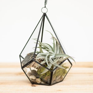 DIY Glass Diamond Terrarium - Add Tillandsia Air Plants and River Rocks with Moss - Air Plant Holder - Container - Display - FAST SHIPPING