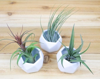 Set of 3, 6, or 9 White Geometric Ceramic Containers with Air Plants - 30 Day Air Plant Guarantee -  Air Plant Holder - FAST SHIPPING