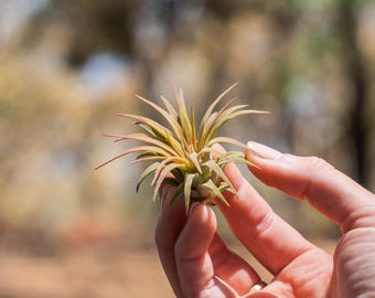 12 Pack of Tillandsia Ionantha Rubra Air Plants - 30 Day Guarantee - FAST SHIPPING - Wholesale Price