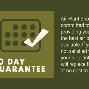 Peut inclure: Un graphique vert avec une coche blanche &agrave; l'int&eacute;rieur d'une grille de cercles. Le texte "30 DAY GUARANTEE" est sous le graphique. Le texte "Air Plant Shop s'engage &agrave; vous fournir les meilleures plantes a&eacute;riennes disponibles. Si vous n'&ecirc;tes pas satisfait de vos plantes a&eacute;riennes, nous les remplacerons sans frais pour vous." est &agrave; droite du graphique.