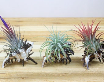 Set of 3 Longspine Murex shells with Air Plants - 30 Day Air Plant Guarantee -  Air Plant Holder - Air Plant Container -FAST SHIPPING