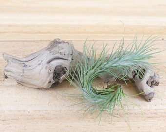 3 Pack of Funckiana Air Plants - 30 Day Air Plant Guarantee - Spectacular Blooms - Air Plants for Sale - FAST SHIPPING