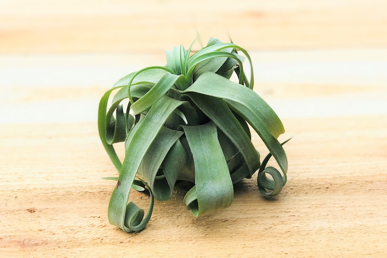 Tillandsia Streptophylla Air Plants Curly Specialty Variety 30 Day Air Plant Guarantee FAST SHIPPING image 2