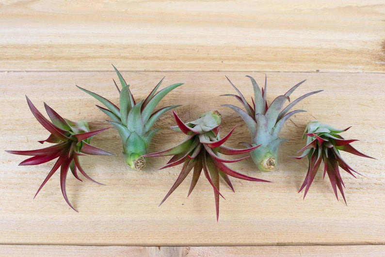 Tillandsia Red Abdita Air Plants 30 Day Air Plant Guarantee Air Plants for Sale FAST SHIPPING image 2