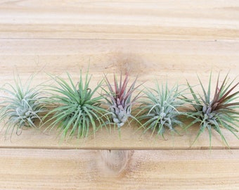 5 Pack of Ionantha Guatemala Air Plants - 30 Day Air Plant Guarantee - Spectacular Blooms - Air Plants for Sale - FAST SHIPPING