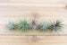 5 Pack of Ionantha Guatemala Air Plants - 30 Day Air Plant Guarantee - Spectacular Blooms - Air Plants for Sale - FAST SHIPPING 