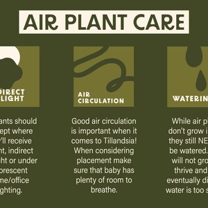 Peut inclure: Une infographie verte avec trois sections intitul&eacute;es "Lumi&egrave;re indirecte", "Circulation de l'air" et "Arrosage". Chaque section contient un graphique simple et du texte d&eacute;crivant comment prendre soin des plantes a&eacute;riennes.