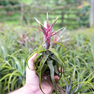 Tillandsia Streptophylla Air Plants Curly Specialty Variety 30 Day Air Plant Guarantee FAST SHIPPING image 4