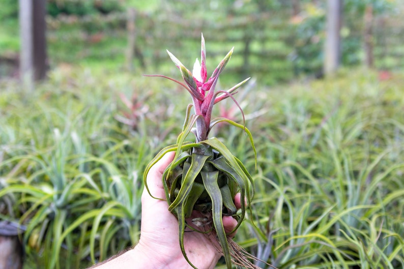 Tillandsia Streptophylla Air Plants Curly Specialty Variety 30 Day Air Plant Guarantee FAST SHIPPING image 4