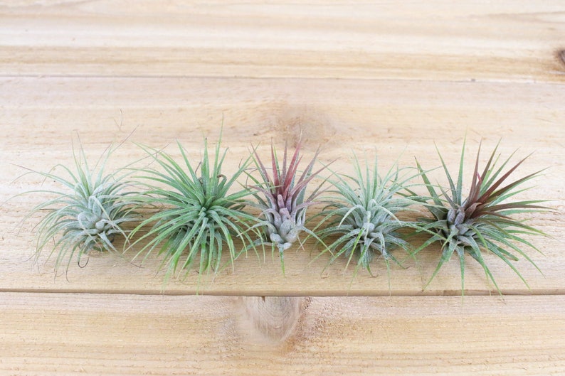 3 Pack of Ionantha Guatemala Air Plants 30 Day Air Plant Guarantee Spectacular Blooms Air Plants for Sale FAST SHIPPING image 2