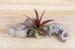 Tillandsia Red Abdita Air Plants - 30 Day Air Plant Guarantee - Air Plants for Sale - FAST SHIPPING 