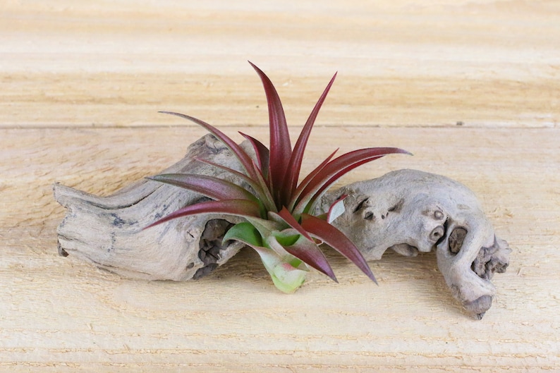 Tillandsia Red Abdita Air Plants 30 Day Air Plant Guarantee Air Plants for Sale FAST SHIPPING image 1
