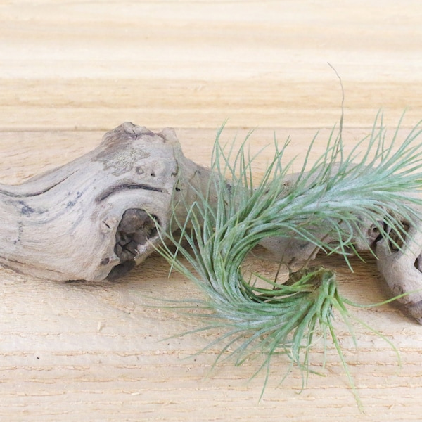 5 Pack of Tillandsia Funckiana Air Plants - 30 Day Guarantee - FAST SHIPPING