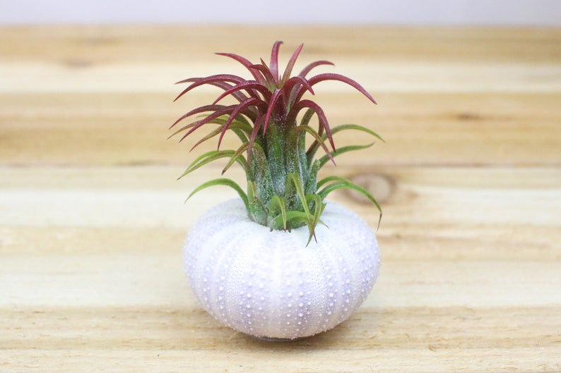 Sale Pack 3 or 5 Purple Sea Urchins with Ionantha Air Plants 30 Day Air Plant Guarantee Tillandsia Air Plant Holder FAST SHIPPING image 2