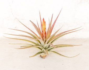 5 Pack of Tillandsia Concolor Air Plants - 30 Day Guarantee - Air Plants for Sale - FAST SHIPPING