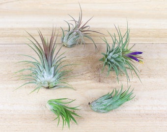 Tillandsia Ionantha Collection of 5 Air Plants - 30 Day Air Plant Guarantee - Beautiful When They Bloom - Great for terrariums FAST SHIPPING