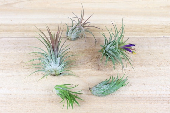 Tillandsia Ionantha Collection of 5 Air Plants - 30 Day Air Tillandsia Ionantha Collection of 5 Air Plants - 30 Day Air