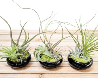 Trio of Fully Assembled Tillandsia Air Plant Garden in Black Glazed Dish - Sets of 3, 6, or 9 - 30 Day Plant Guarantee - FAST SHIPPING