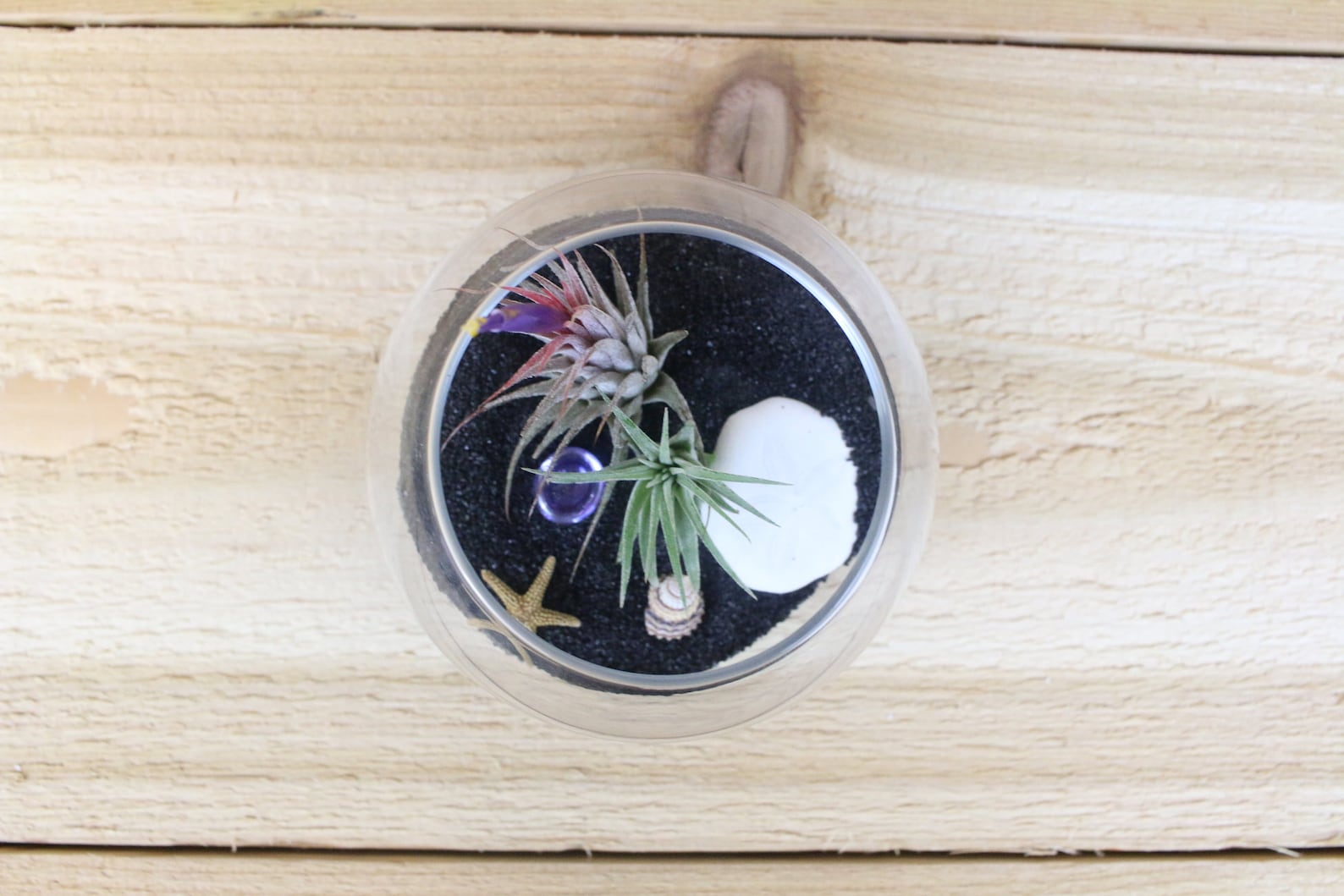 Pura Vida Air Plant Display Set of Two Perfect Air Plant Etsy