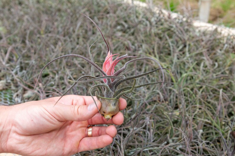 AirPlantShopCom Tillandsia Pruinosa Air Plants - Thumbnail 3