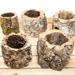 12 Pack Natural Cork Bark Planters for Tillandsia Air Plants - 30 Day Guarantee - Wholesale Air Plants - FAST SHIPPING