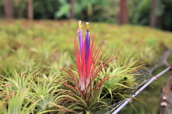 3 Pack of Large Tillandsia Ionantha Guatemala Air Plants - 30 Day Air Plant  Guarantee - Spectacular Blooms - FAST SHIPPING - Etsy