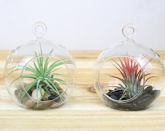 Set of 2 Hanging Air Plant Terrariums with Stones and Tillandsia Air Plants - FAST SHIPPING
