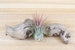 Ionantha Guatemala Air Plants - 30 Day Air Plant Guarantee - Spectacular Blooms - Air Plants for Sale - FAST SHIPPING 