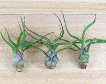 3 Pack of Bulbosa Guatemala Air Plants - 30 Day Air Plant Guarantee - Air Plants for Sale - FAST SHIPPING