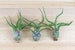 3 Pack of Bulbosa Guatemala Air Plants - 30 Day Air Plant Guarantee - Air Plants for Sale - FAST SHIPPING 