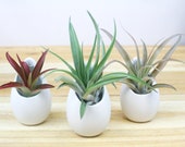 Trio of Small Hanging Ivory Ceramic Containers w Assorted Air Plants - Tillandsia Air Plant Containers - FAST SHIPPING - Air Plant Display