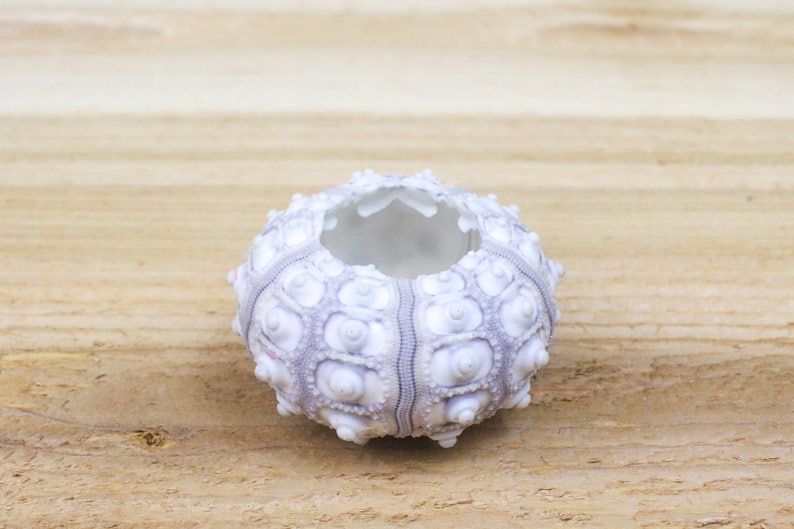 12 Pack Sputnik Shells with Air Plants Wedding Favors FAST SHIPPING 30 Day Guarantee Wholesale Air Plants