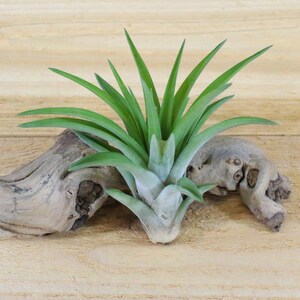 Peut inclure: Une plante a&eacute;rienne verte aux feuilles longues et fines est pos&eacute;e sur un morceau de bois flott&eacute;. Le bois flott&eacute; est brun clair et a une texture rugueuse.